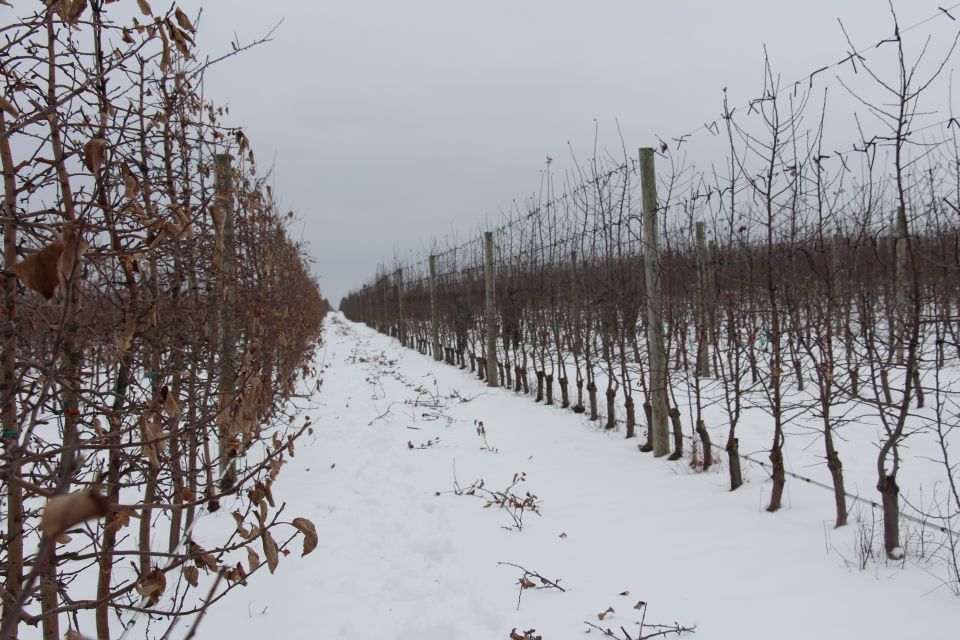 IFTA, Ridgeview Orchards.