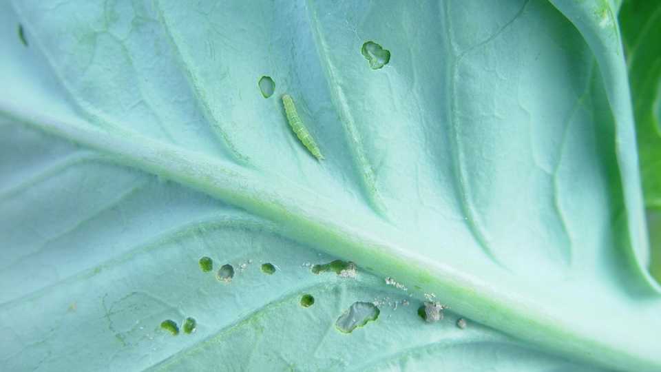 California Ag Department Makes Big Investment in Sustainable Pest Management