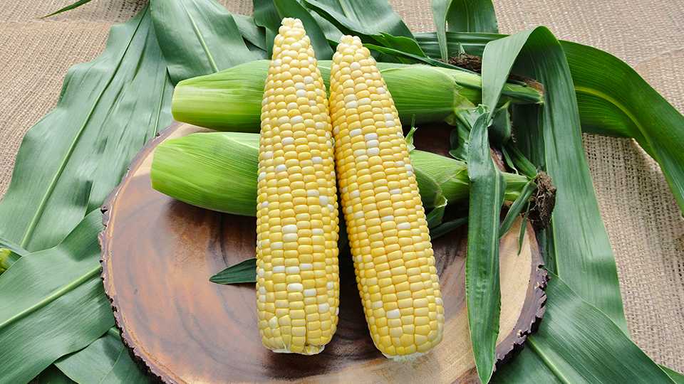 12 Sweet Corn Varieties for Growers that Are Sweeter and Hardier Than Ever