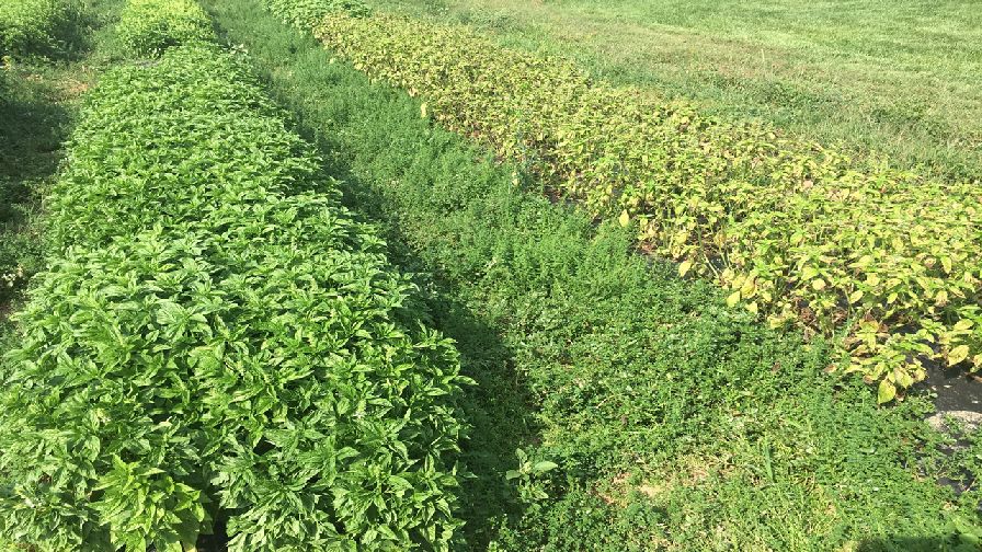 A Plant Breeding Breakthrough: Downy Mildew Resistant Sweet Basil