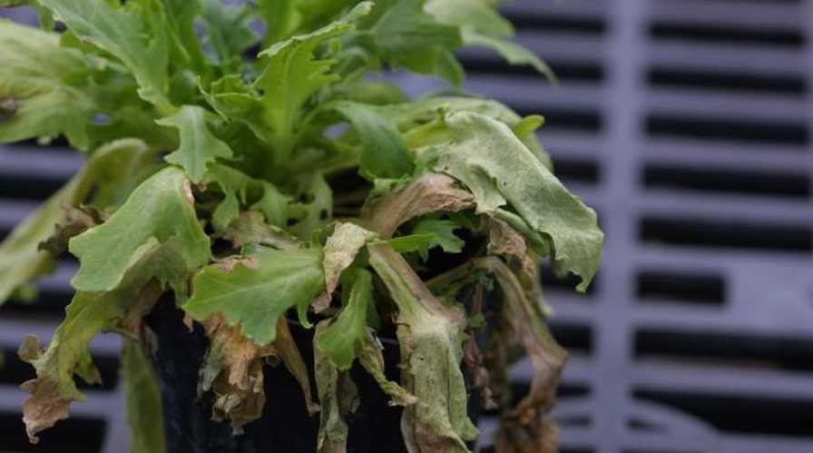 New Research Grant Takes Aim at Bacterial Leaf Spot in Lettuce