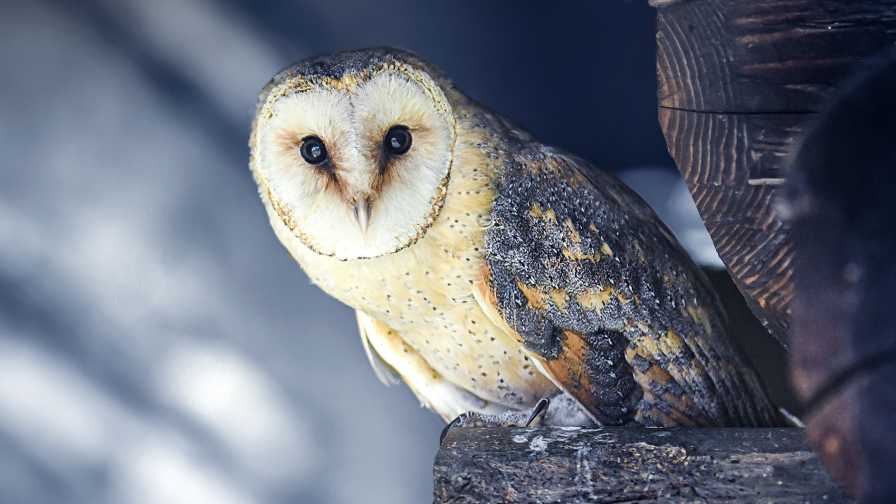 More Barn Owls Finding a Home on South Florida Farms