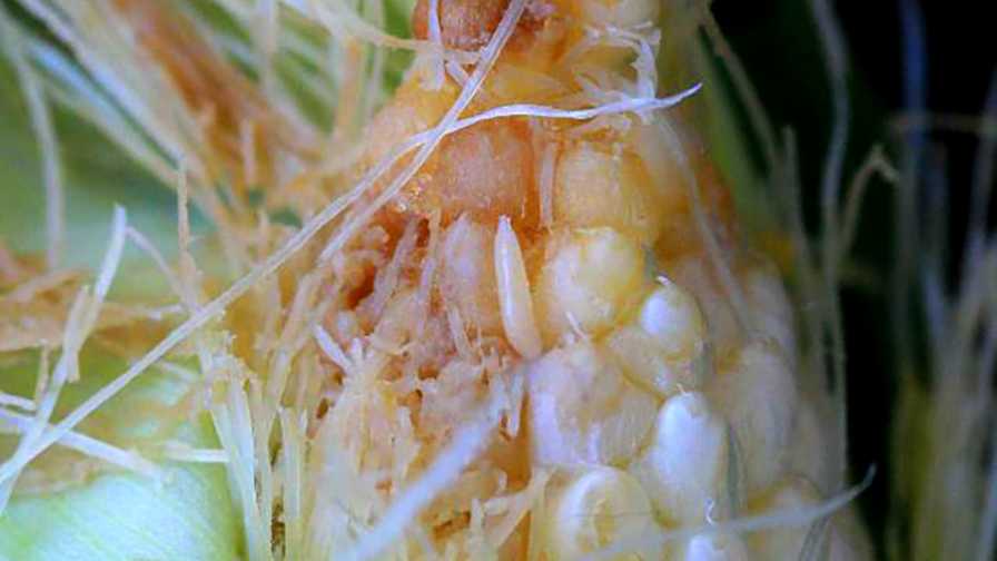 All You Need to Know About Cob Flies in Sweet Corn