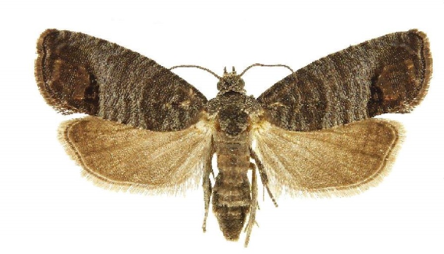 Smart Tactics To Mitigate Codling Moth in Tree Fruit Orchards