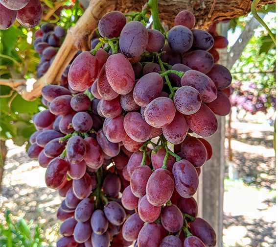 Famed Grape Breeder: Play Smart and Win