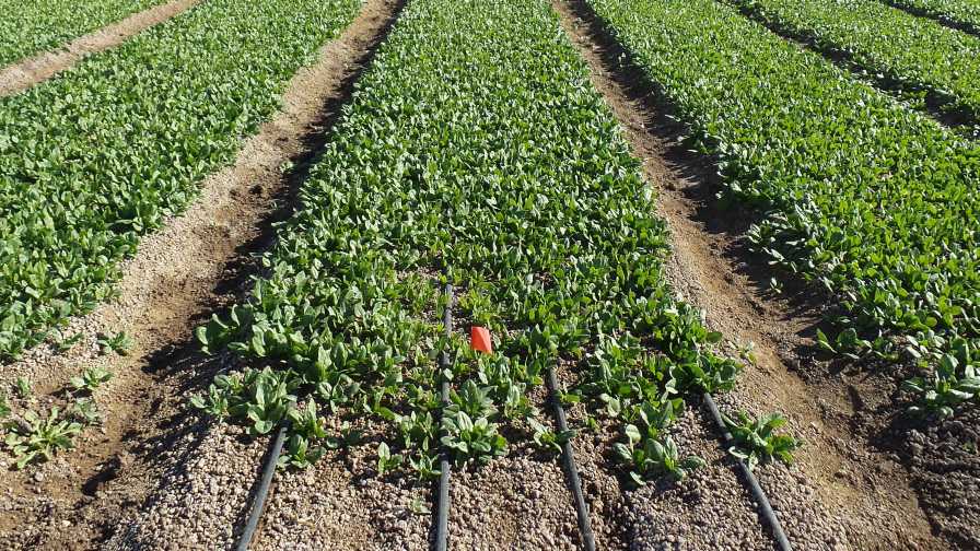 What You Need To Know About Optimizing Your Chemigation Program