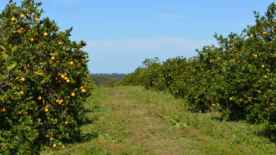 Alico Buys in to Boost Its Florida Citrus Status