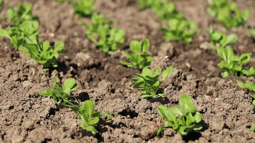 Valent BioSciences All Set for New Growth With Biostimulants