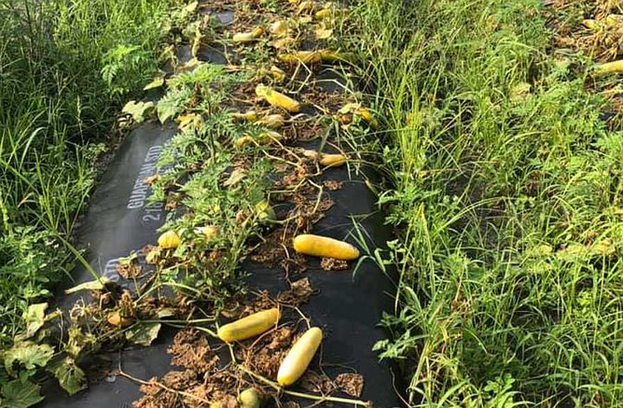 Coronavirus Crush Piles up for Florida Growers