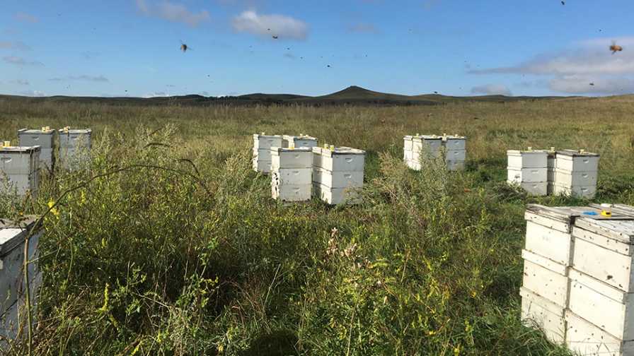 This New Tool Is Sweet for Almond Growers and Beekeepers