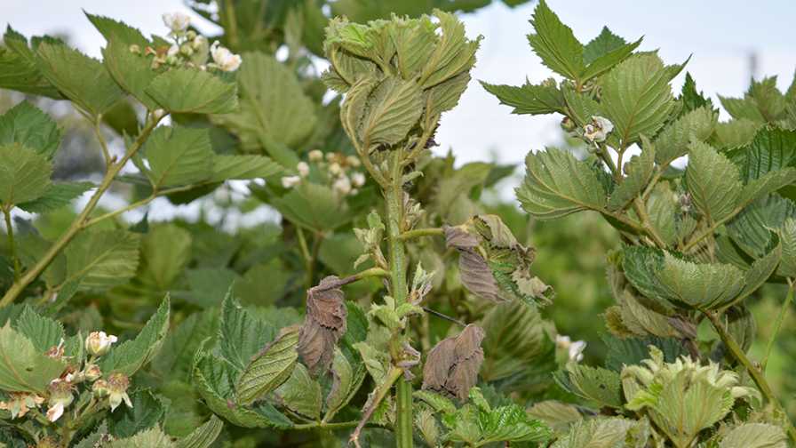 Broad Mite Fight in Blackberries Rages On