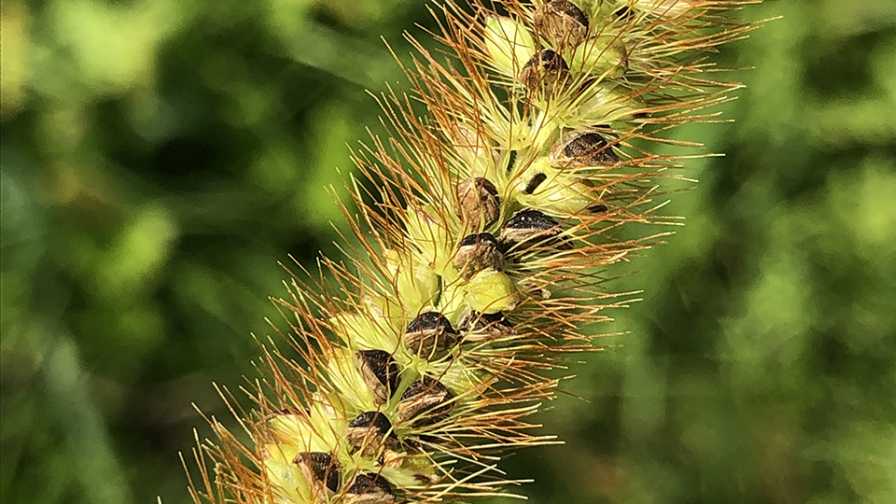 Field Scouting Guide: Yellow Foxtail