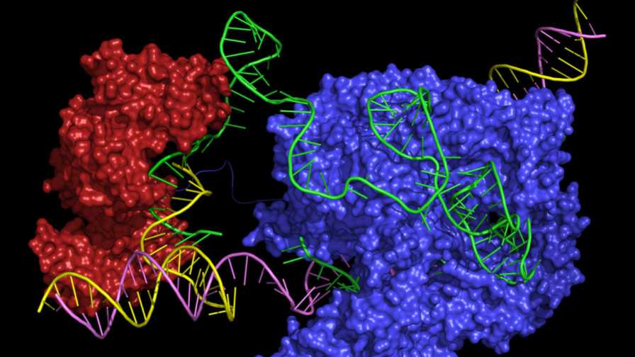 Latest Breakthrough on USDA Exemption of Gene-Edited Crops