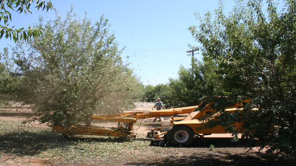 Third Straight Record-Breaking Almond Crop Predicted