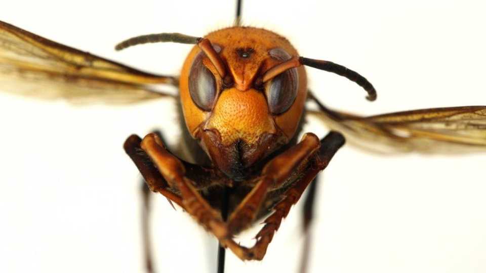 Bees Aware: Invasive ‘Murder Hornet’ a New Threat to Pollinators