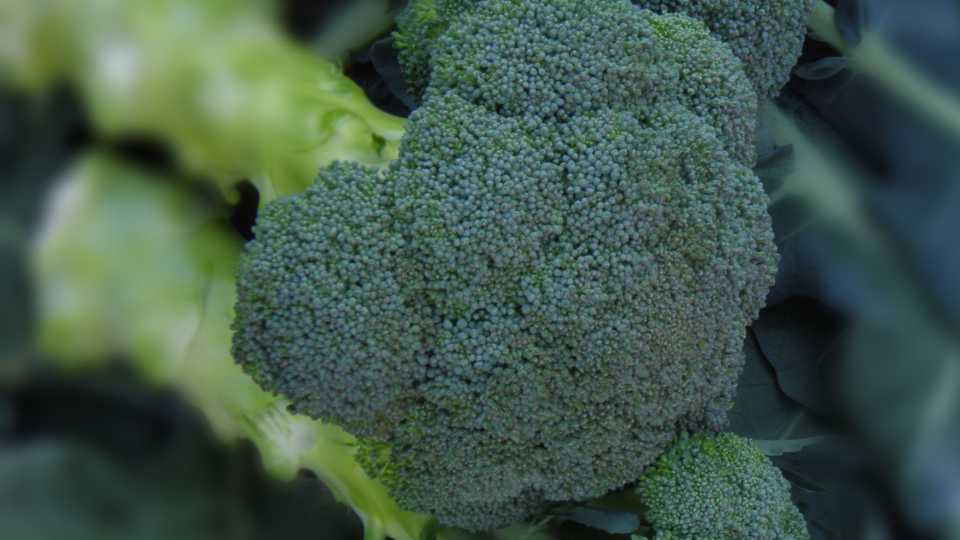 9. Broccoli (Clean)
