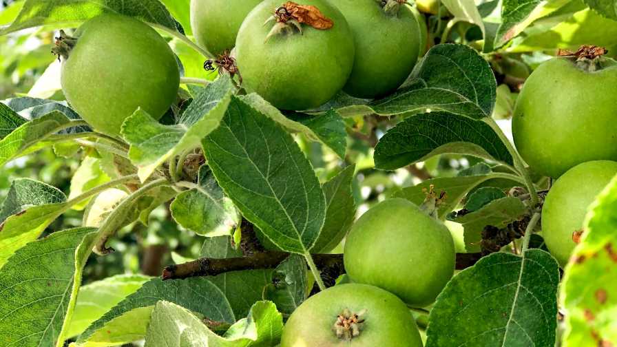 Organic Fruit Growing Guidance From Industry Experts