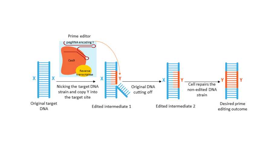 Graphic of CRISPR prime editor process