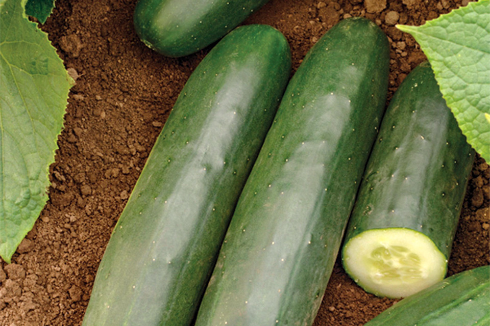 Darlington (Seminis Vegetable Seeds | Rupp Seeds)