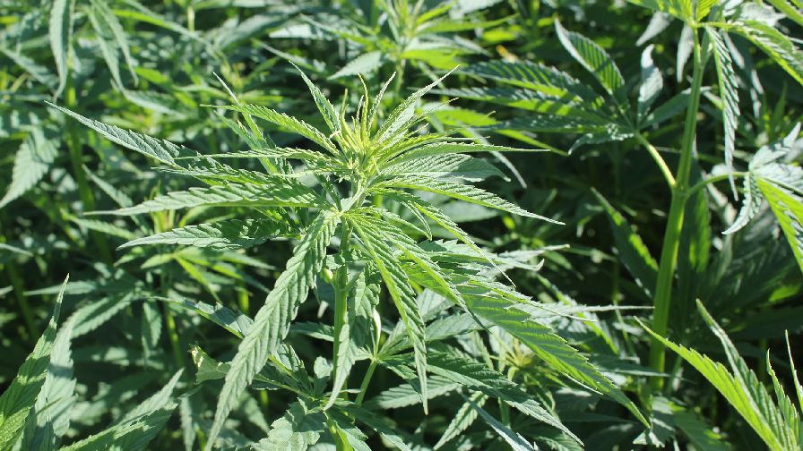 Bowles Farming Planted Hemp in 2019 — Here’s What They Learned