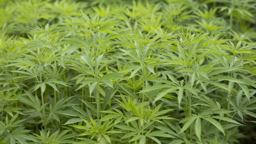 Hemp Program in Florida Now 2 Years and Growing Strong