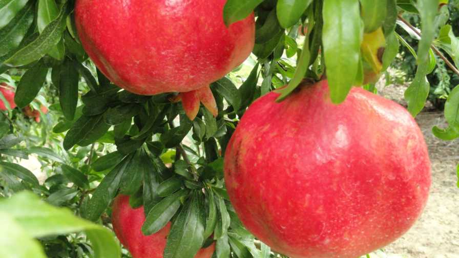 Pomegranates on a tree in Florida