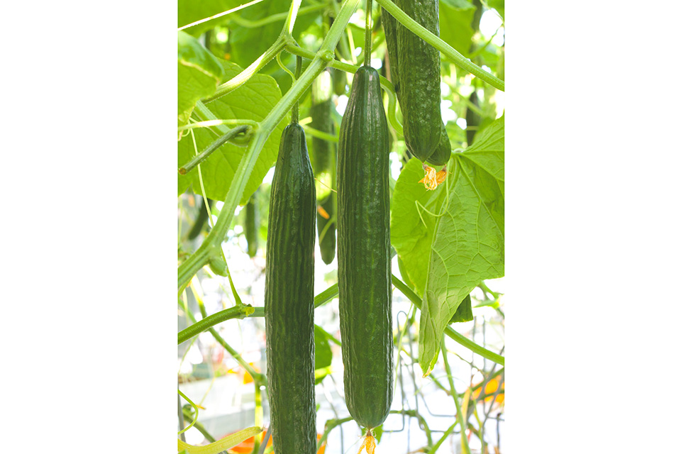 Poniente (Enza Zaden / Vitalis Organic Seeds)