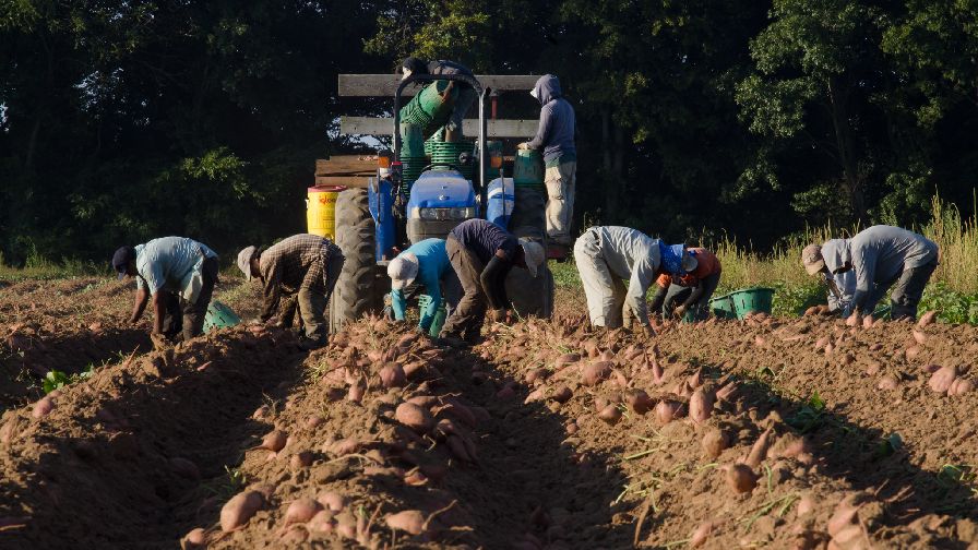 Why Ag Labor Reform Has Never Been More Critical