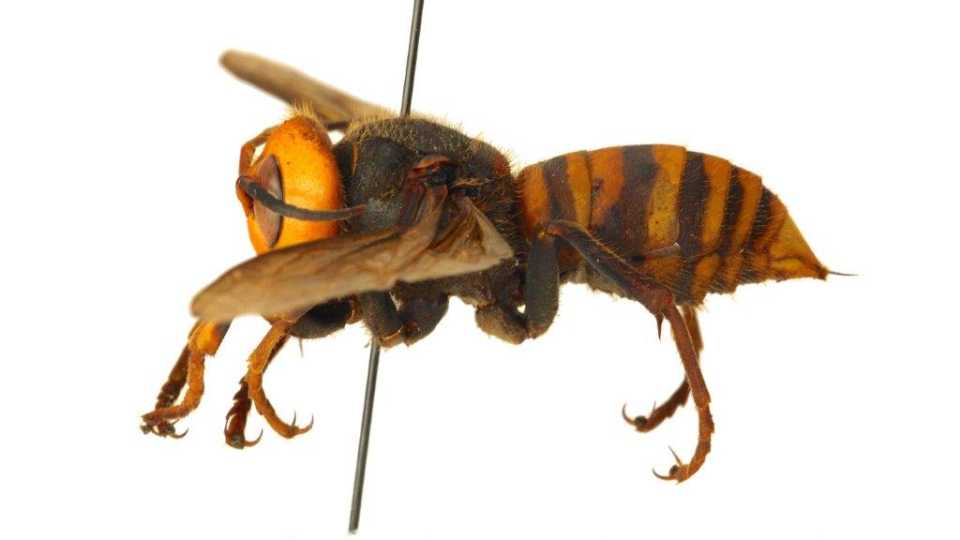 On the Fly! Scientists Unlock Secrets of the Asian Giant Hornet