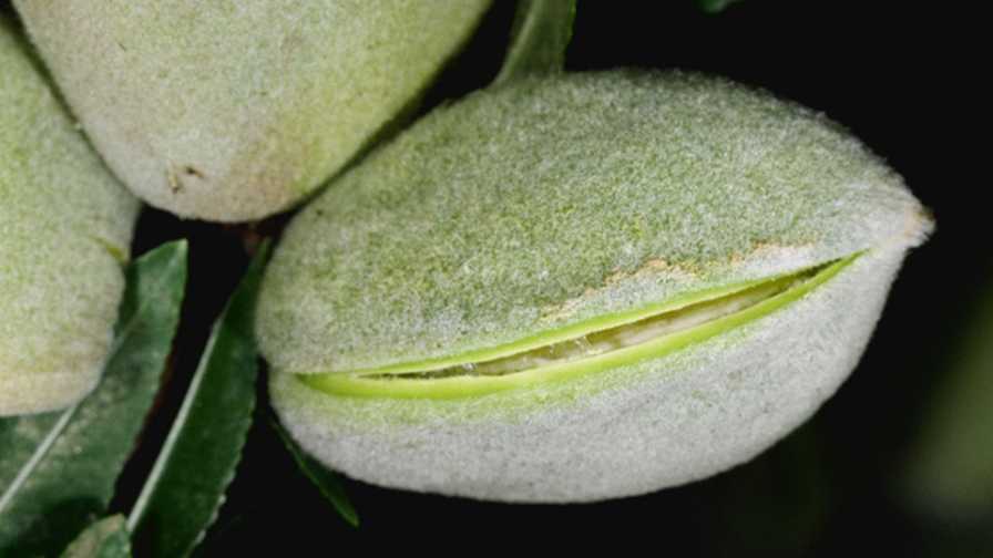 Hull Split Spray Timing Is Essential for Healthy Almonds