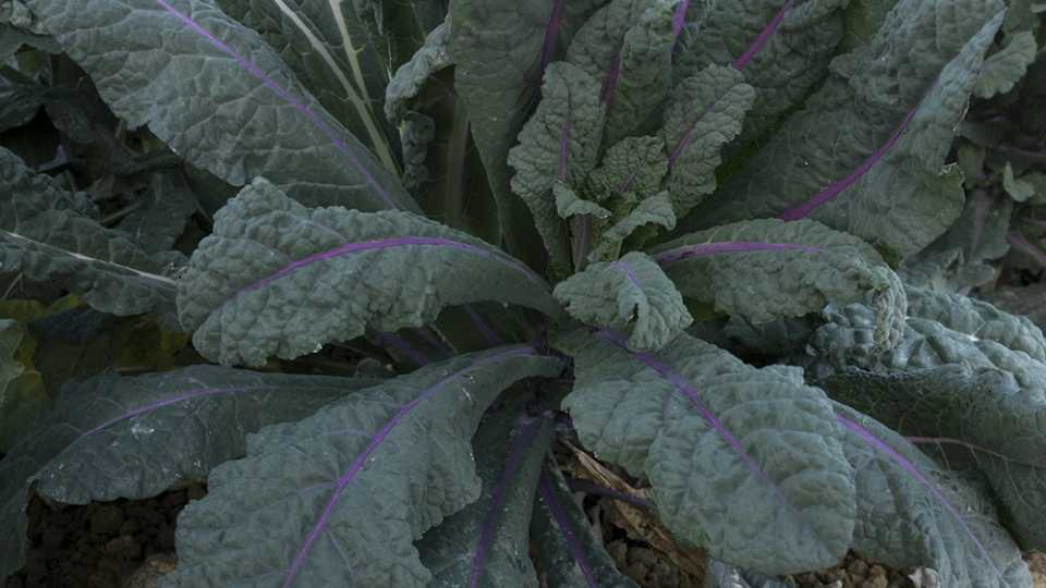 Dazzling Blue (Seeds by Design)