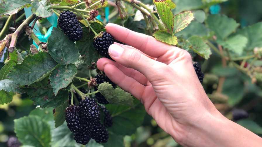 Getting More Bang out of Blackberries