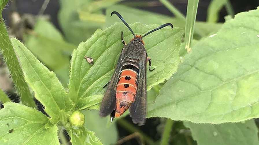 Field Scouting Guide: Squash Vine Borer