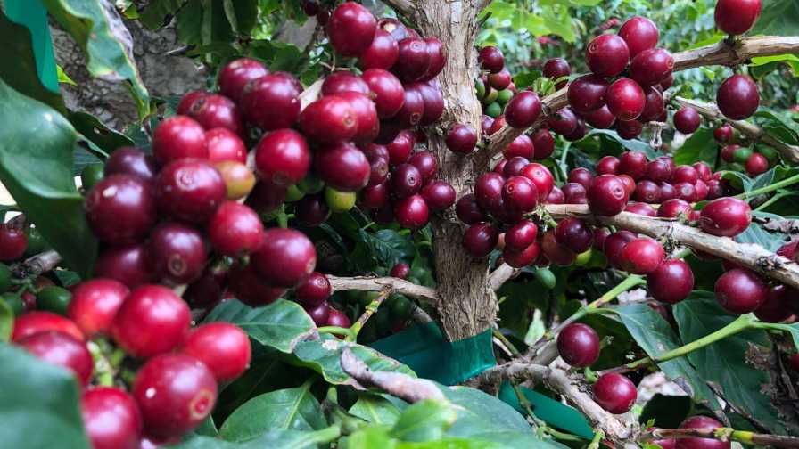 Ways Ag Tech Is Improving Cultivation and Quality of Coffee