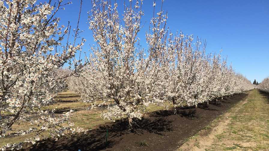 Compost May Not Improve Almond Orchards