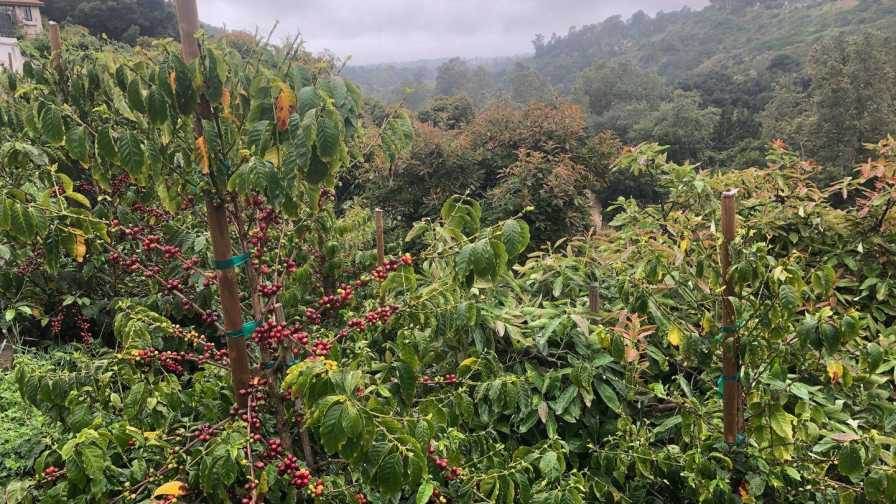 Coffee plants growing in the hills of Santa Barbara