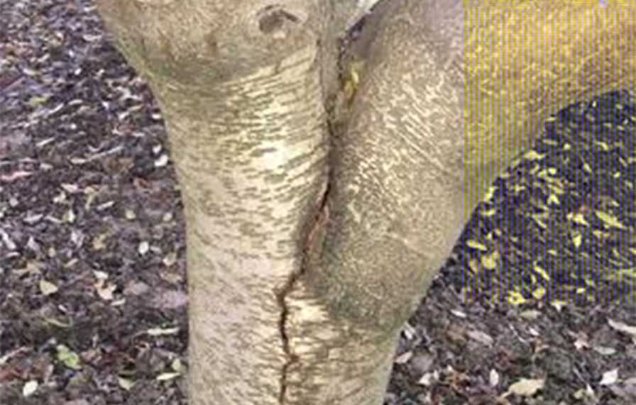 How to Give Your Almond Trees the Right Support