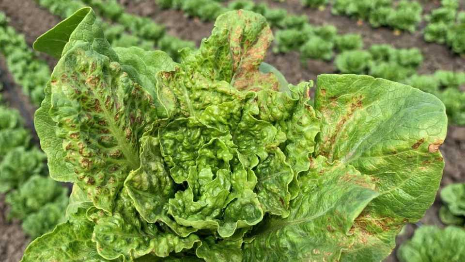 How to Manage Impatiens Necrotic Spot Virus in Lettuce