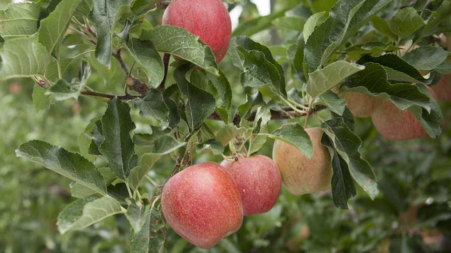 PGR Progress and Apple Production: Don’t Delay on the NAA