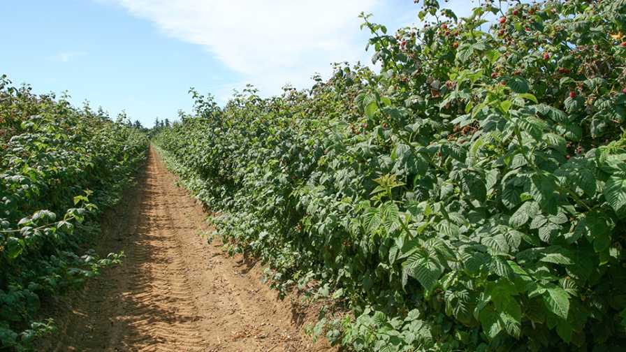 Pulsed-Drip Irrigation Progress for Raspberries
