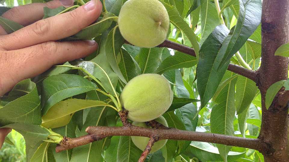 Focus on Stubs for Peach Tree Training