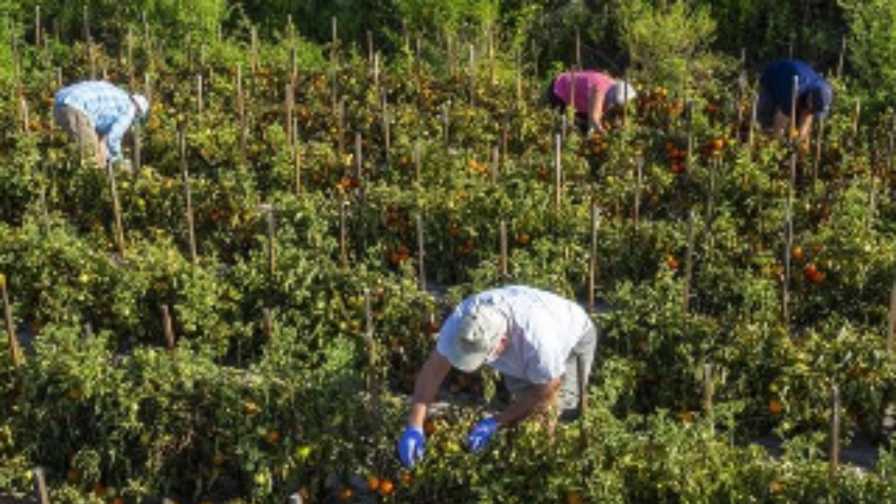 $1 Million Project Aims To Stem the Seeds of Climate Change