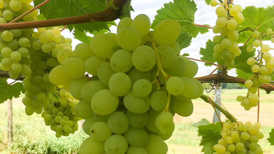 Mann Packing Adds Grapes To Its Lineup