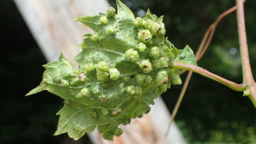 Understanding (and Destroying) Grape Phylloxera