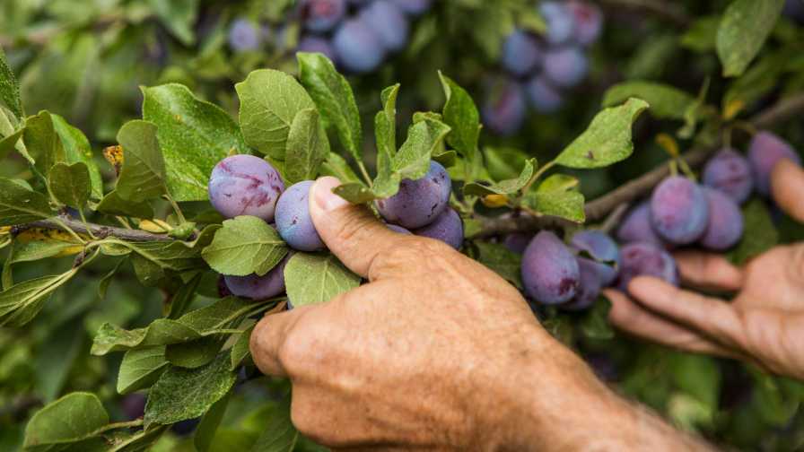 California Prune Board Receives Go-Ahead for Next Five Years