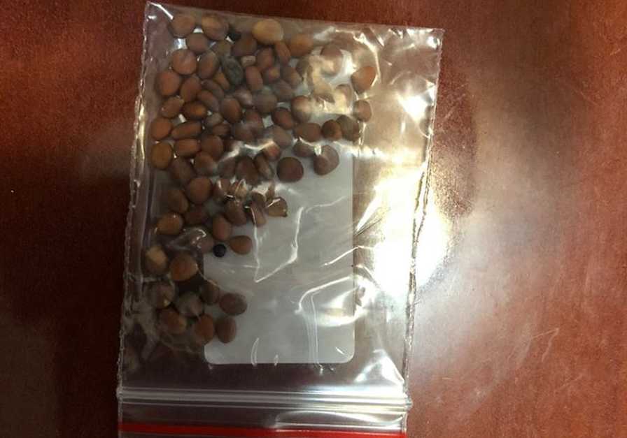 What’s up With the Mystery Seeds from China?