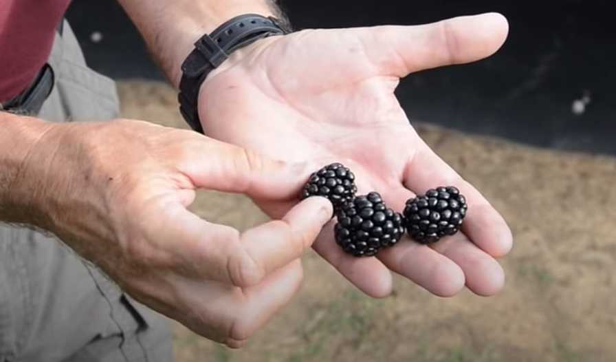 North American Raspberry and Blackberry Association Nursery List on the Grow