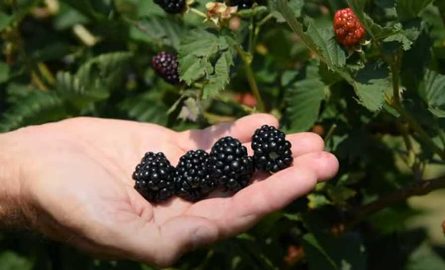 What You Need to Know About the ‘Ponca’ Blackberry