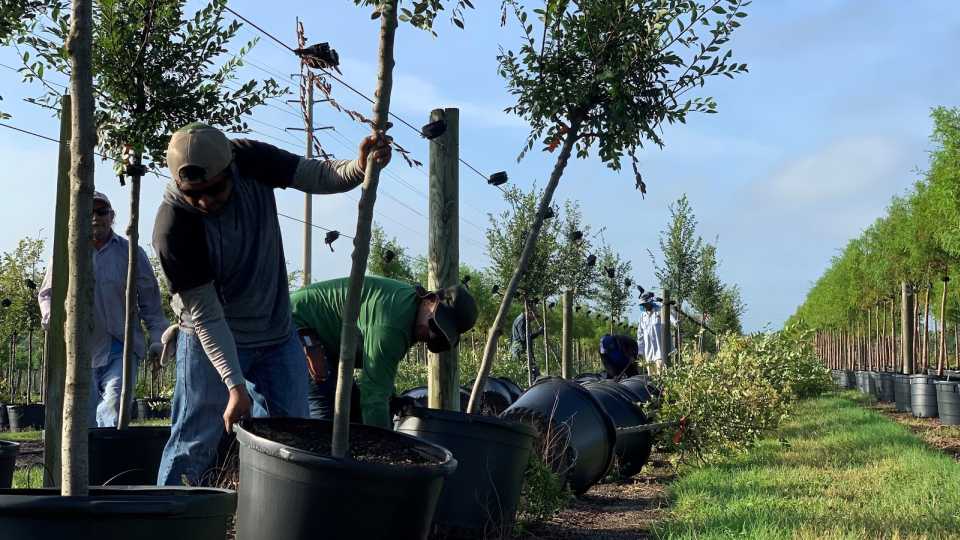 How Growers Can Prep the Right Way for a Hurricane