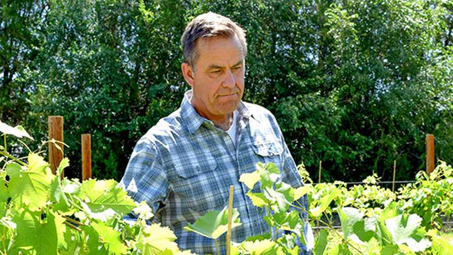Table Grapes on the Grow and Go in New Mexico